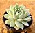 Echeveria thinginshu - Imagem 2