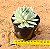 Echeveria thinginshu - Imagem 3