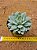 Echeveria thinginshu - Imagem 2