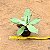 Agave americana prateada - Imagem 4
