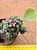 Euphorbia ritchiei - Imagem 3