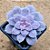 Graptoveria superbum - Imagem 1