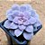 Graptoveria superbum - Imagem 2