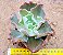 Echeveria curls - Imagem 1