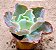 Echeveria curls - Imagem 2