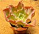 Echeveria curls - Imagem 2