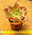 Echeveria curls - Imagem 3