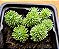 Sedum multiceps "pom-pom" - Imagem 3