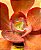 Echeveria chocolate ruffles - Imagem 4