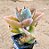 Kalanchoe beharensis fang - "colher-de-pedreiro" - Imagem 2