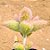 Kalanchoe beharensis fang - "colher-de-pedreiro" - Imagem 3