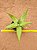 Aloe maculata - Imagem 1