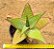 Aloe maculata - Imagem 1