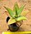 Aloe maculata - Imagem 2