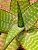 Aloe maculata - Imagem 3