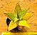 Aloe maculata - Imagem 4