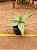 Aloe maculata - Imagem 2