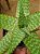 Aloe maculata - Imagem 3