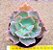 Echeveria virginia lee - Imagem 2