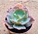 Echeveria virginia lee - Imagem 1
