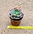 Echeveria virginia lee - Imagem 3