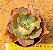 Echeveria virginia lee - Imagem 1
