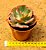 Echeveria virginia lee - Imagem 3
