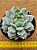 Echeveria elation - Imagem 3