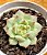 Echeveria elation - Imagem 1