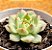 Echeveria elation - Imagem 2