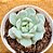Echeveria elation - Imagem 1