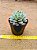 Echeveria elation - Imagem 2