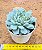 Echeveria elation - Imagem 3