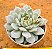 Echeveria elation - Imagem 2