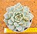 Echeveria elation - Imagem 1