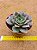 Echeveria punita - Imagem 2