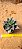 Echeveria mexicana - Imagem 1