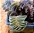 Tradescantia navicularis - Imagem 5