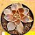Echeveria rosularis - Imagem 1