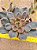 Echeveria rosularis - Imagem 5