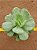 Echeveria mocha variegata - Imagem 5