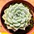 Echeveria sara hime botan - Imagem 1