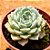 Echeveria sara hime botan - Imagem 2