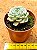 Echeveria sara hime botan - Imagem 3