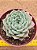 Echeveria sara hime botan - Imagem 2