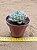 Echeveria sara hime botan - Imagem 3
