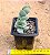 Kalanchoe marnieriana - Imagem 2