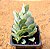 Kalanchoe marnieriana - Imagem 1