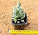 Kalanchoe marnieriana - Imagem 2