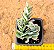 Kalanchoe marnieriana - Imagem 3
